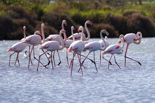 Free Flock of flamingos wading in water, showcasing their vibrant pink hues. Ideal for nature and wildlife themes. Stock Photo