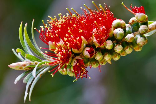 Free Macro shot of a vivid red Bottlebrush flower (Callistemon) in full bloom. Stock Photo
