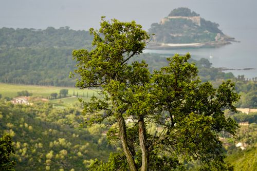Free Lush green landscape with a tree in foreground and distant island view, serene and natural. Stock Photo