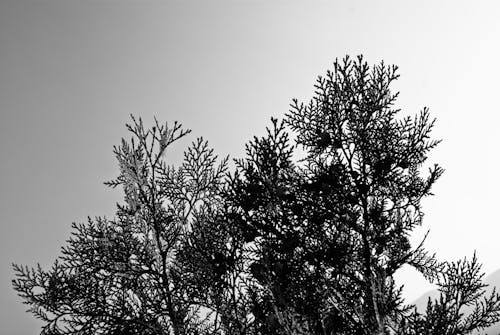 Free stock photo of black-and-white, pine leaves, sunny day