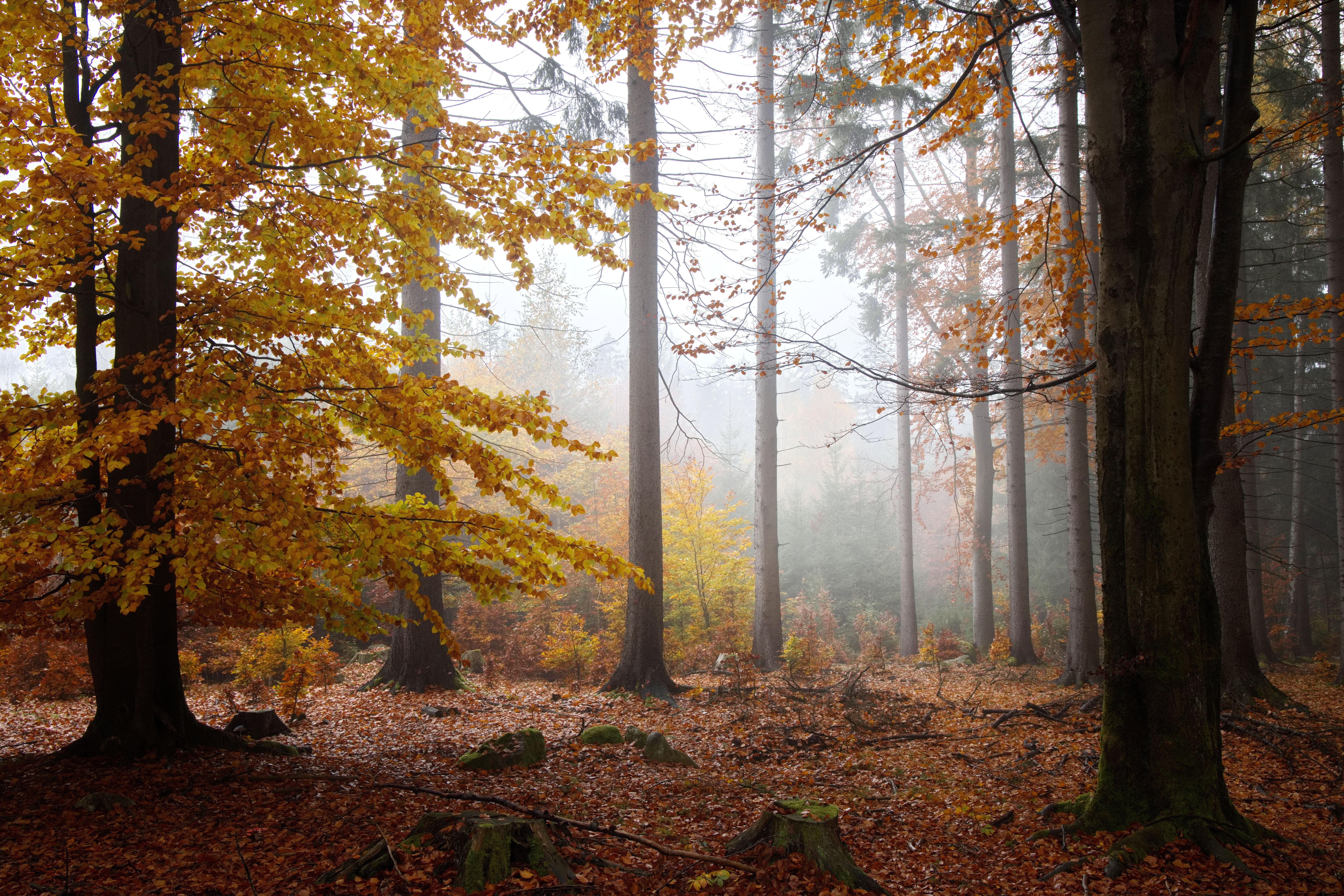 Enchanting autumn forest scene with vibrant foliage and mystical fog.. enchanting, autumn, forest