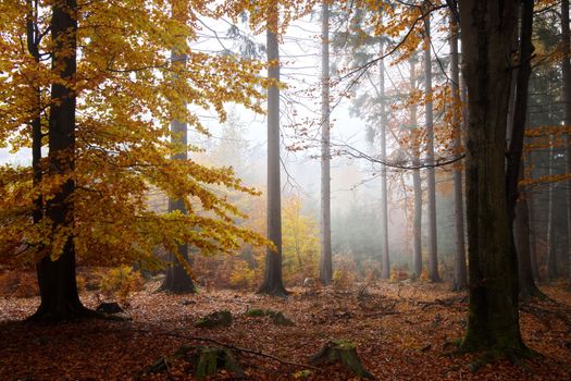 Enchanting autumn forest scene with vibrant foliage and mystical fog.. enchanting, autumn, forest