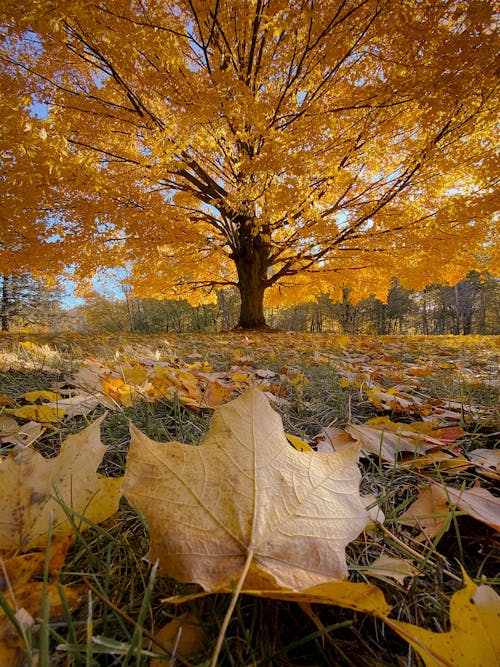 Fotos de stock gratuitas de árbol, hojas, hojas de arce
