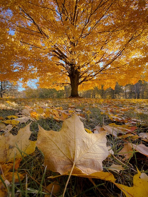 Tree With Yellow Leaves