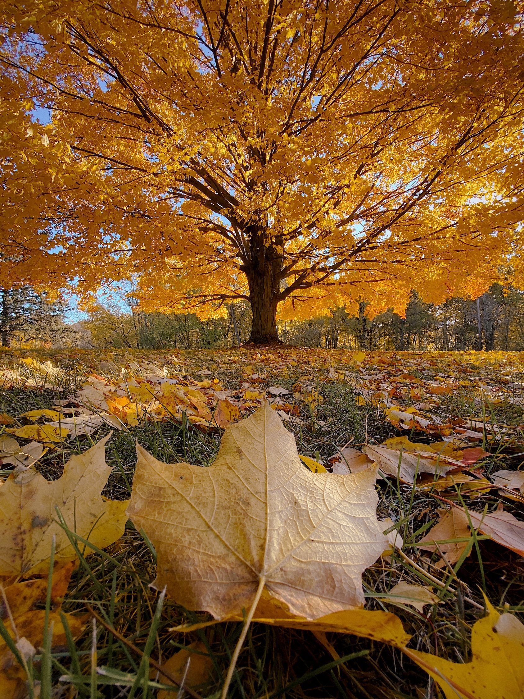 20+ Tree Yellow Leaves Tree With Yellow Leaves · Free Stock Photo