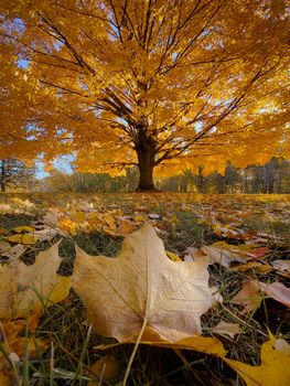 Stunning maple tree with golden leaves in a vibrant autumn landscape.