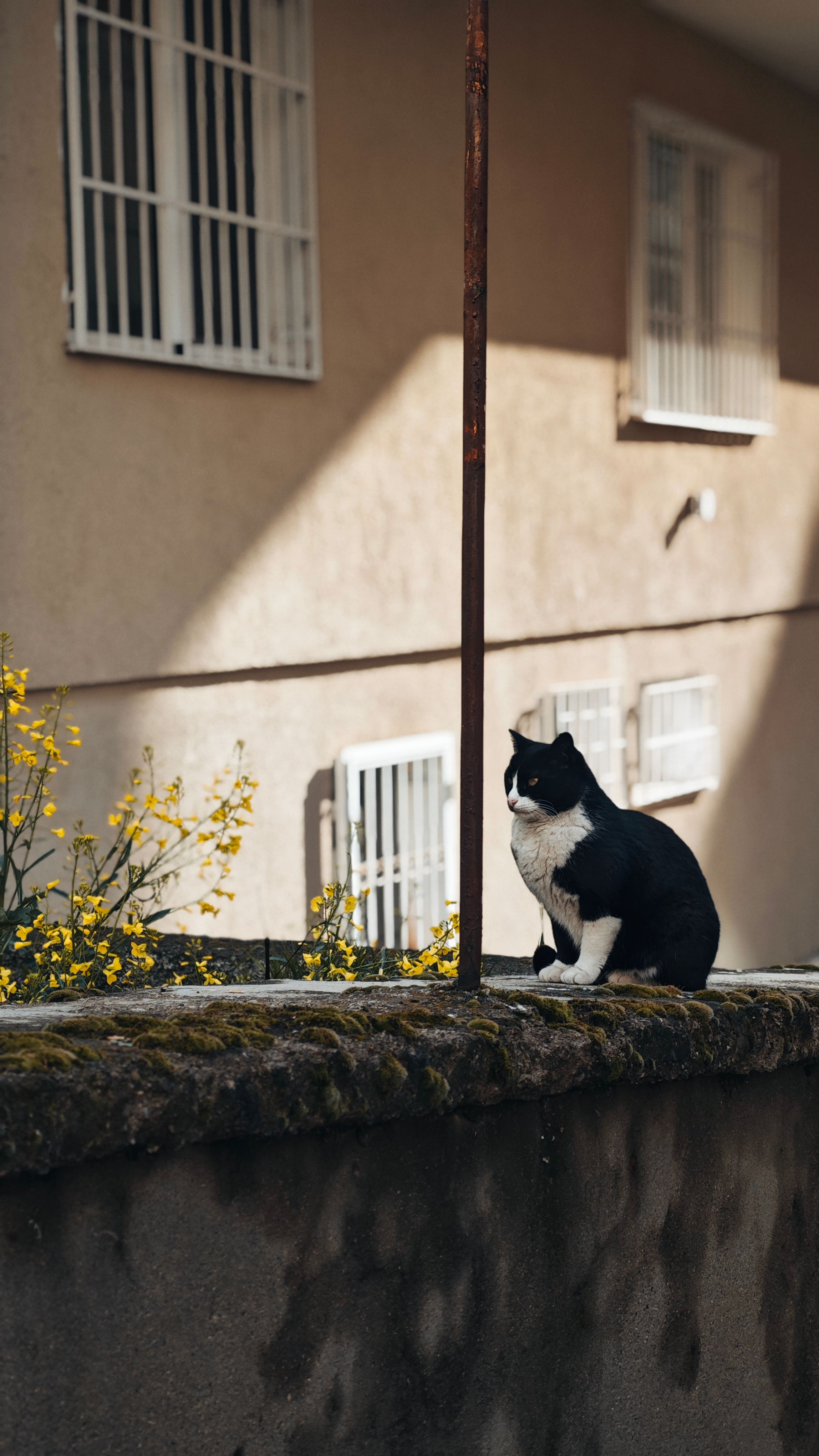 Black and White Cat Sitting on Garden Wall · Free Stock Photo