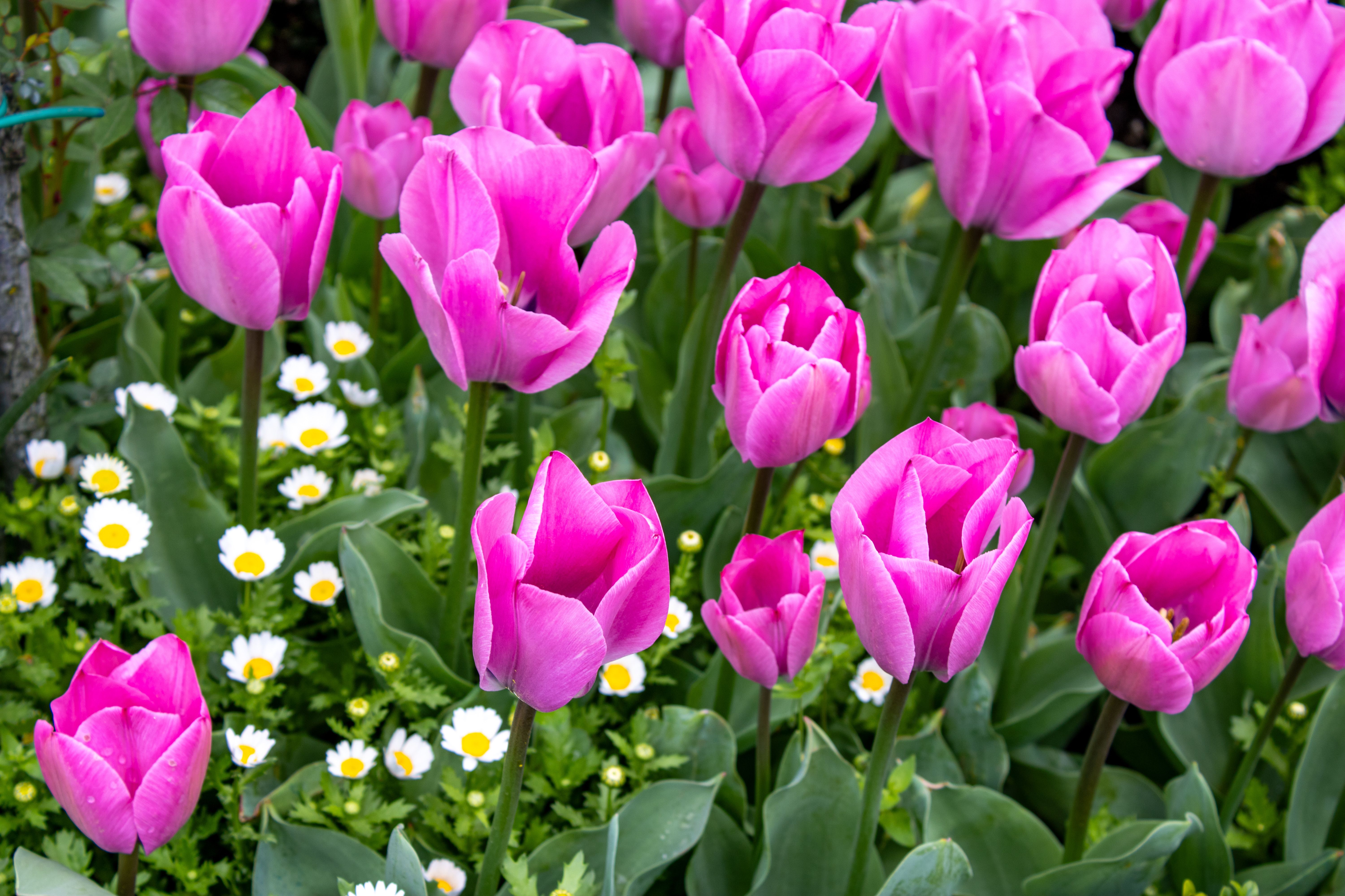 Vibrant Pink Tulips in a Spring Garden · Free Stock Photo