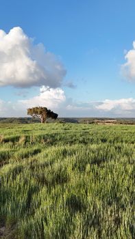 Peaceful meadow with a lone tree under a blue sky and clouds in Adana, Türkiye.