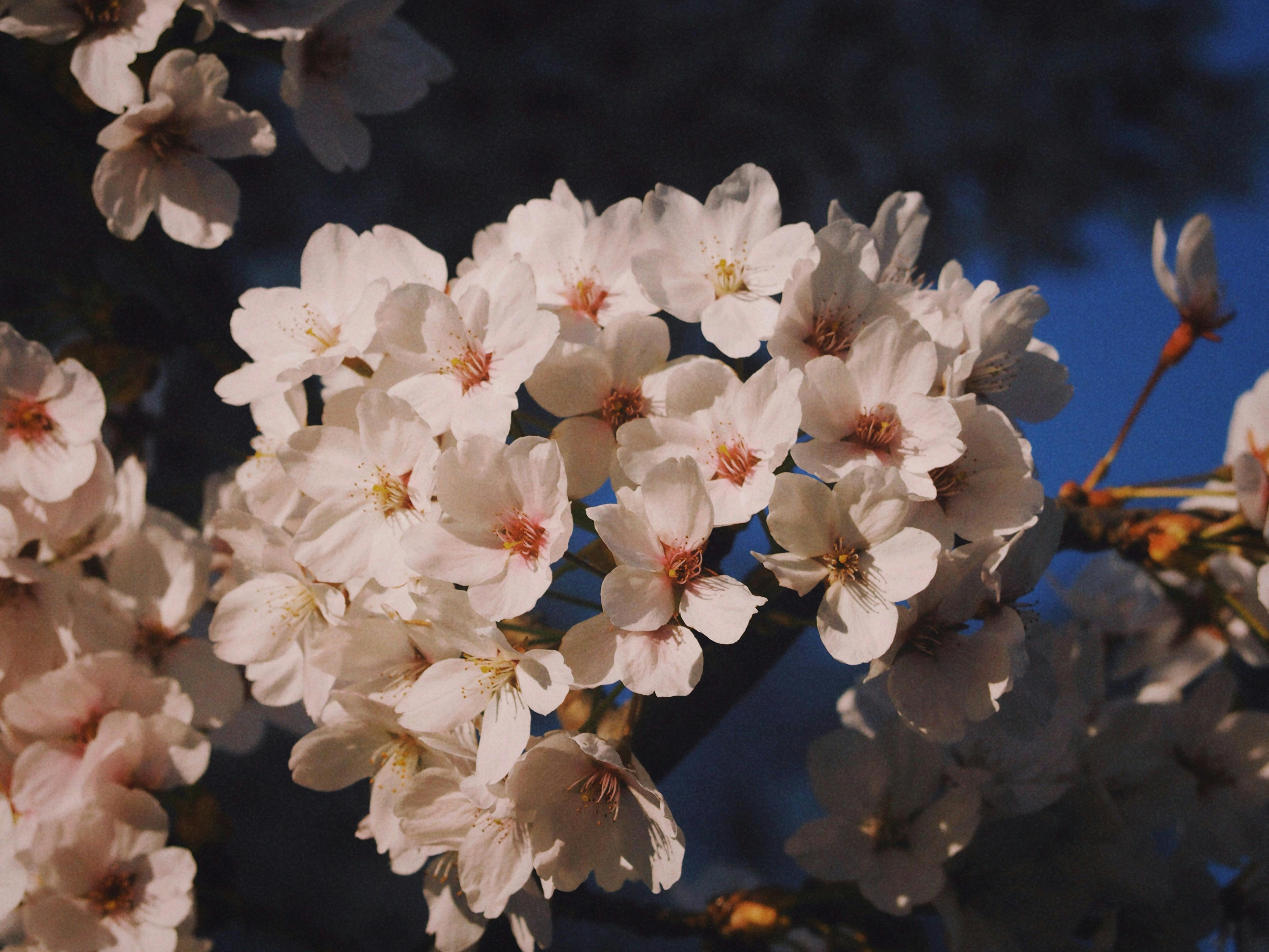 Cherry Blossom 