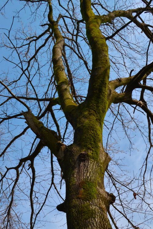 Free Captivating view of a moss-covered tree reaching into a clear winter sky. Stock Photo