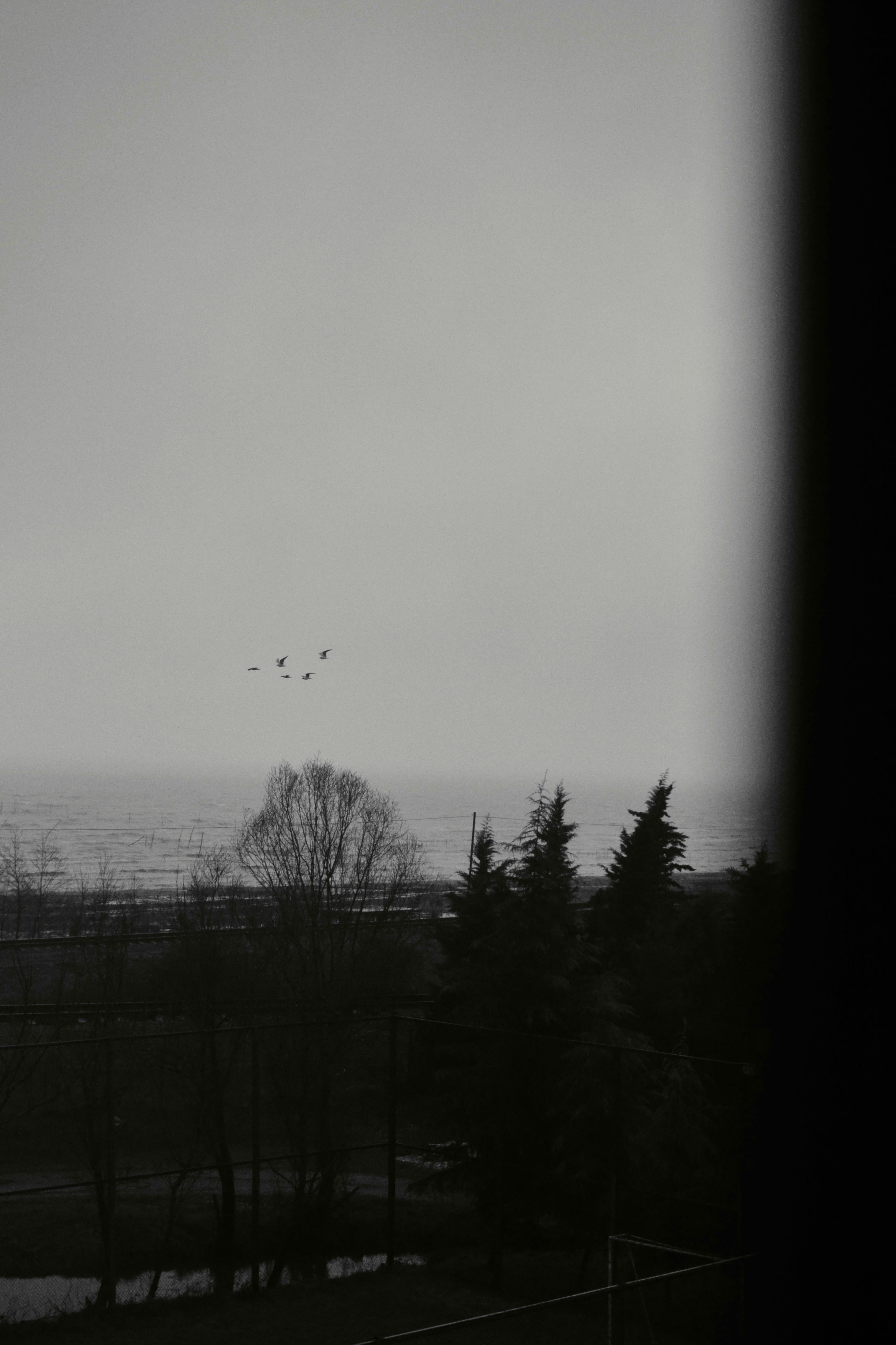 Moody Black and White Winter Landscape with Birds · Free Stock Photo