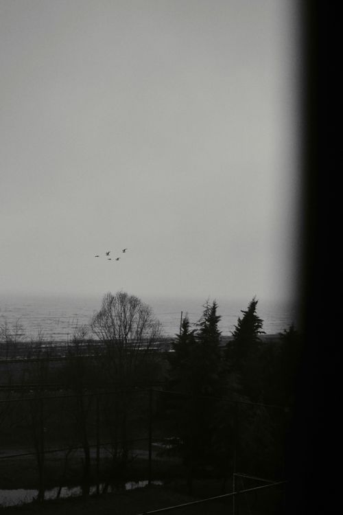Free Dramatic black and white landscape with silhouetted trees and birds in winter sky. Stock Photo