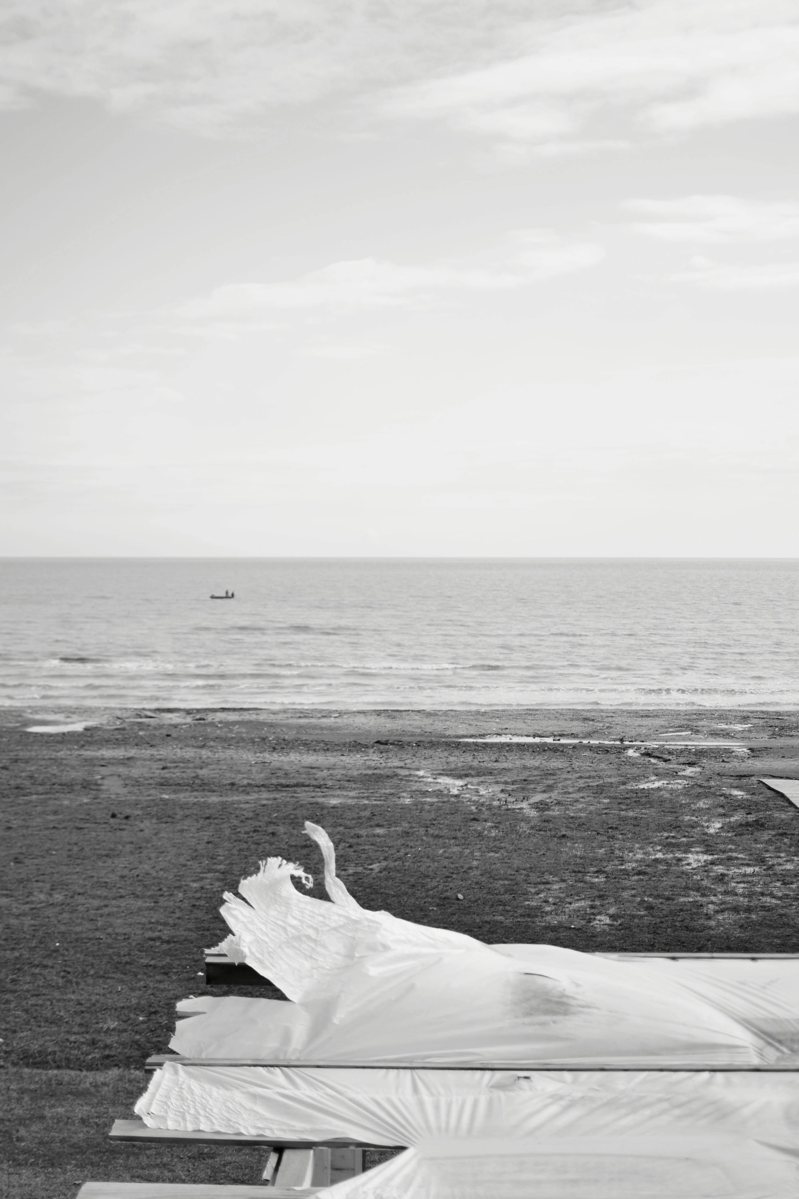 serene coastal landscape with driftwood