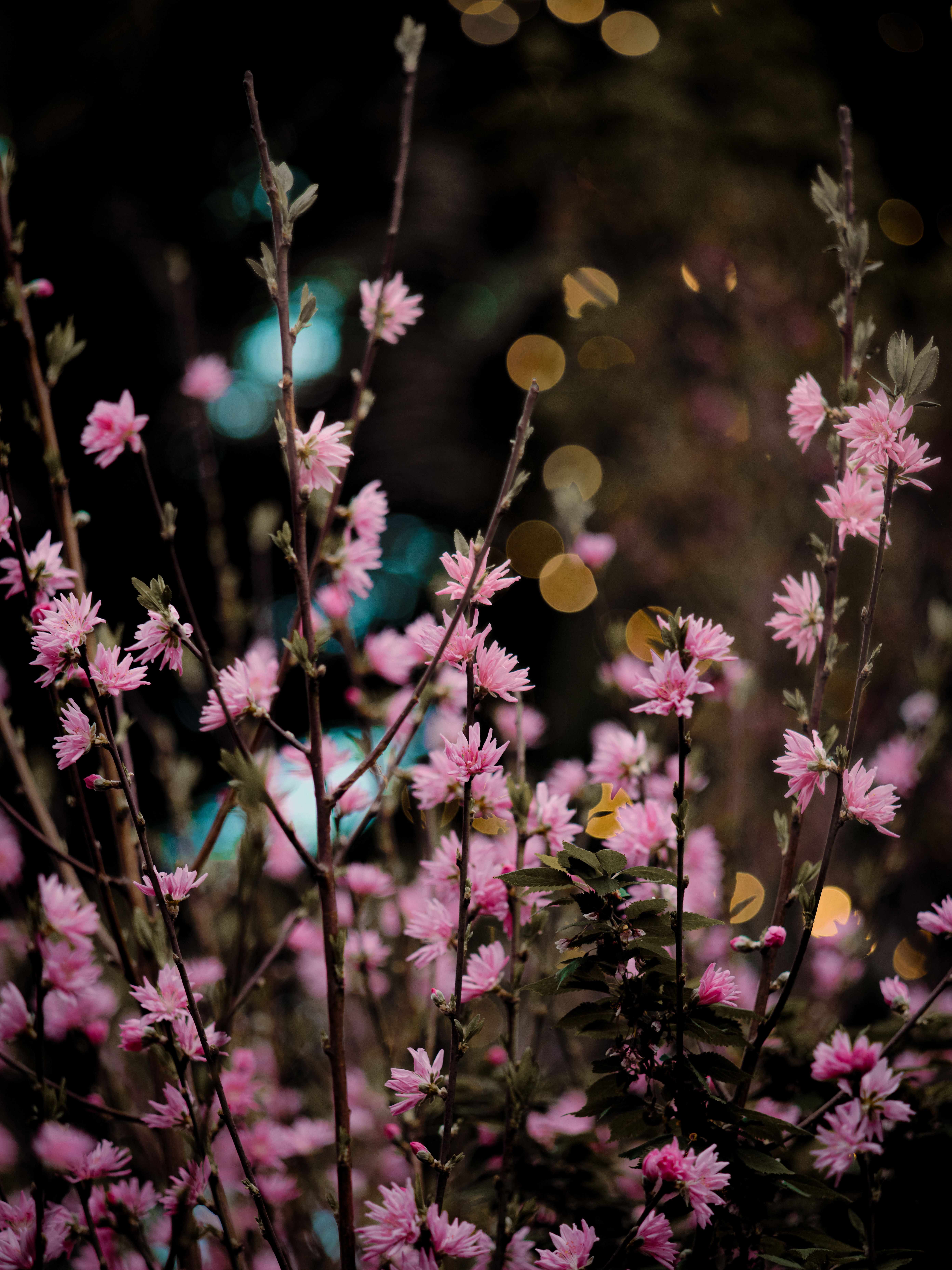 Vibrant Pink Flowers with Bokeh Light Effect · Free Stock Photo