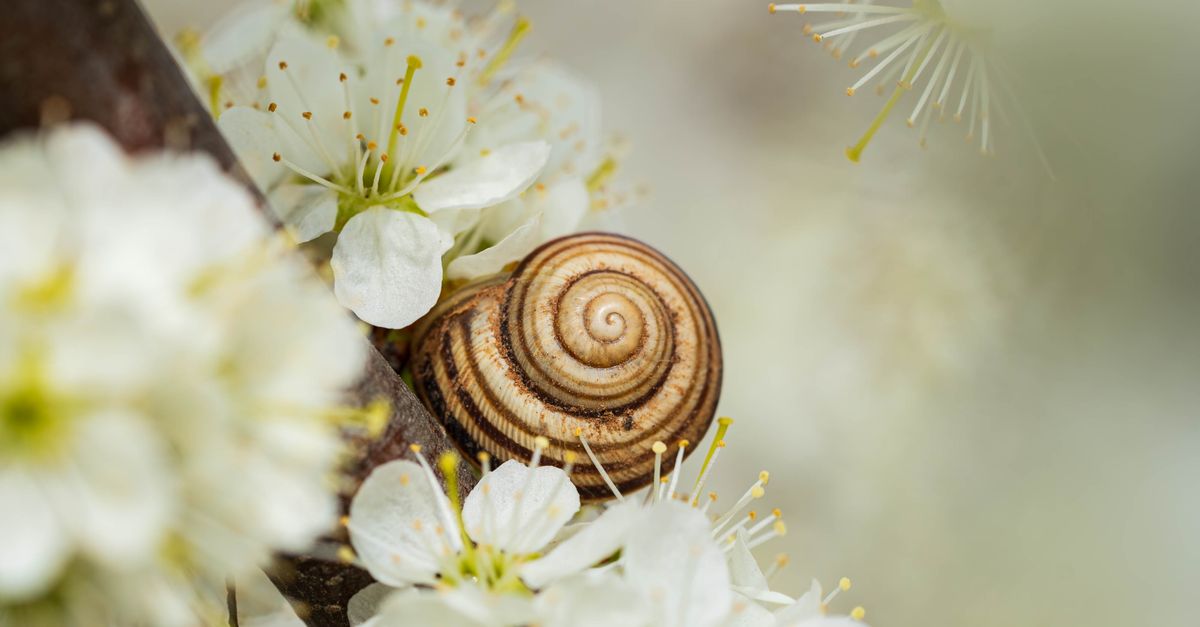 Spring Like Shell Snail Shell Among Spring Blossoms · Free Stock Photo