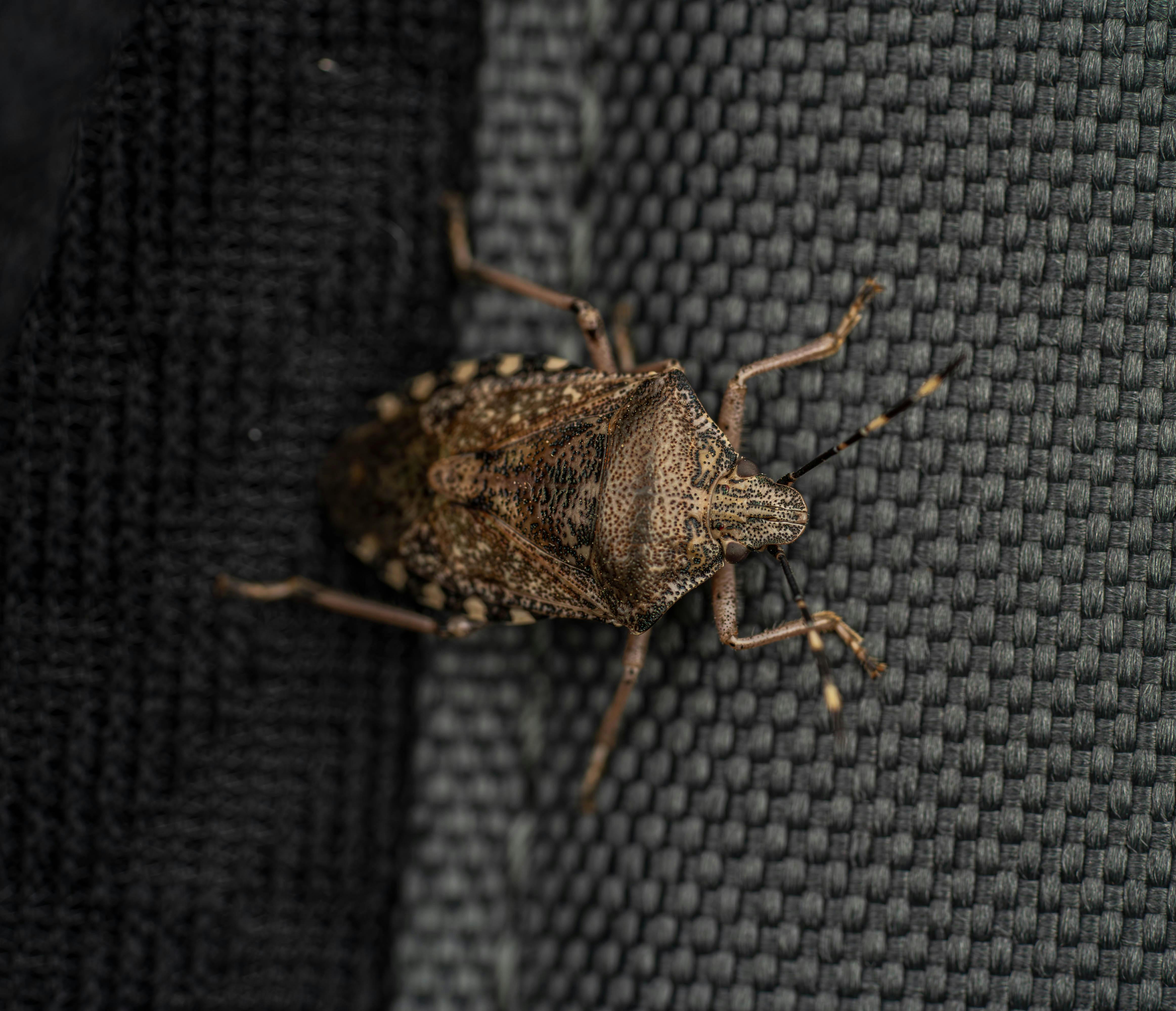 Detailed macro shot of a Brown Marmorated Stink Bug sitting on textured fabric.