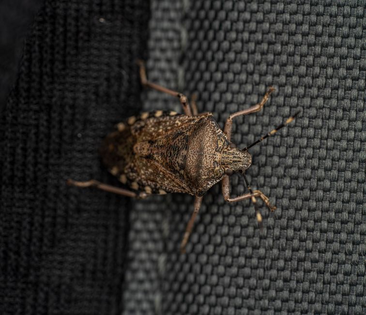 after exterminator sprays for bed bugs