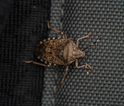 Bed Bugs