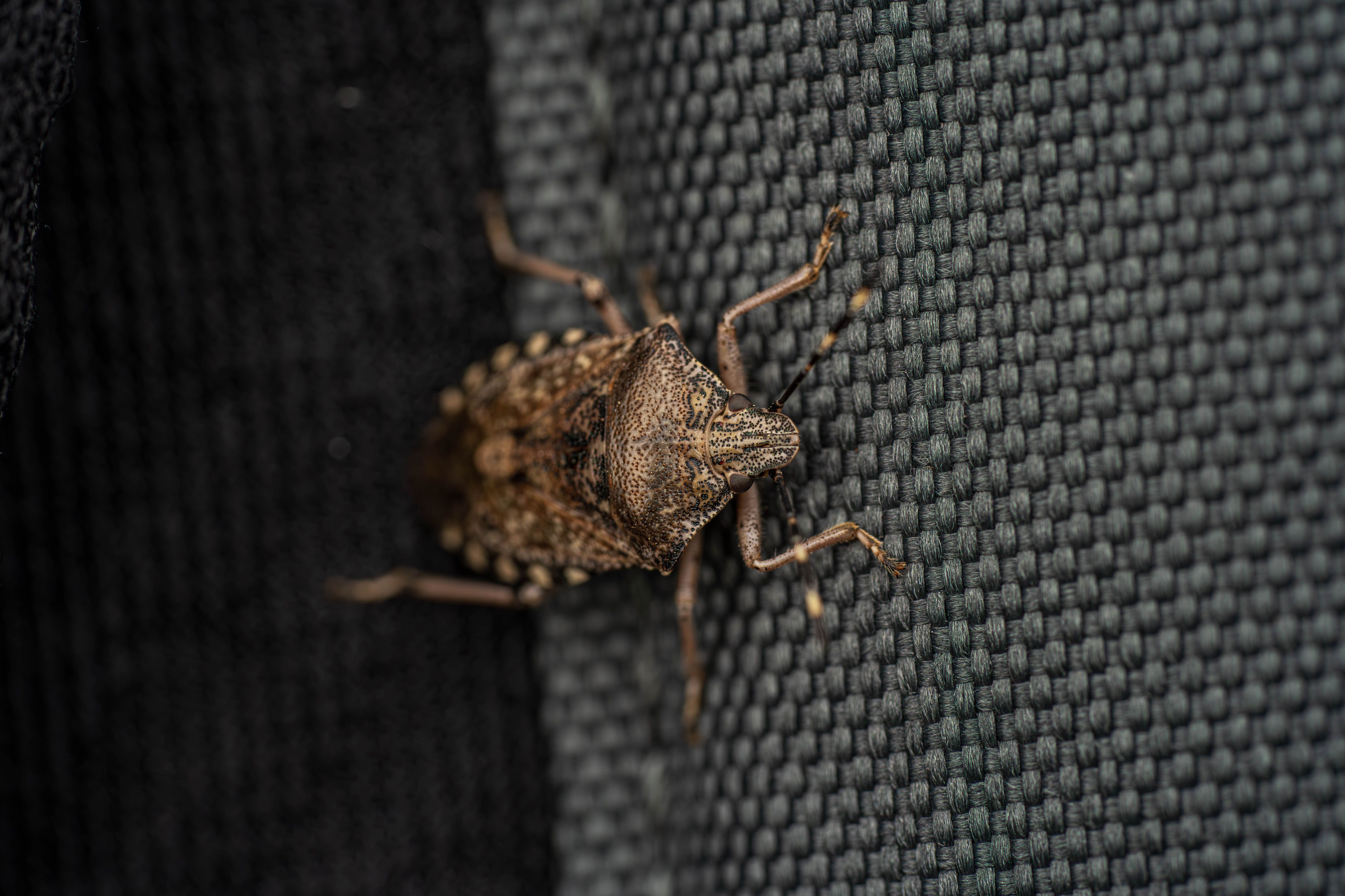 what to expect after bed bug treatment