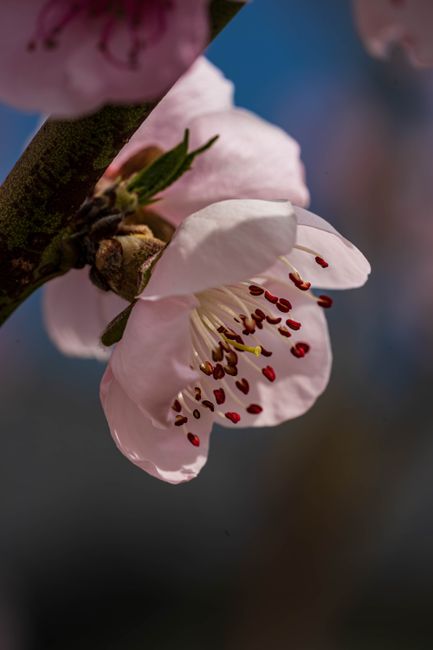 Fotomural Toma macro detallada de una flor de durazno con pétalos rosa delicados y estambres visibles.