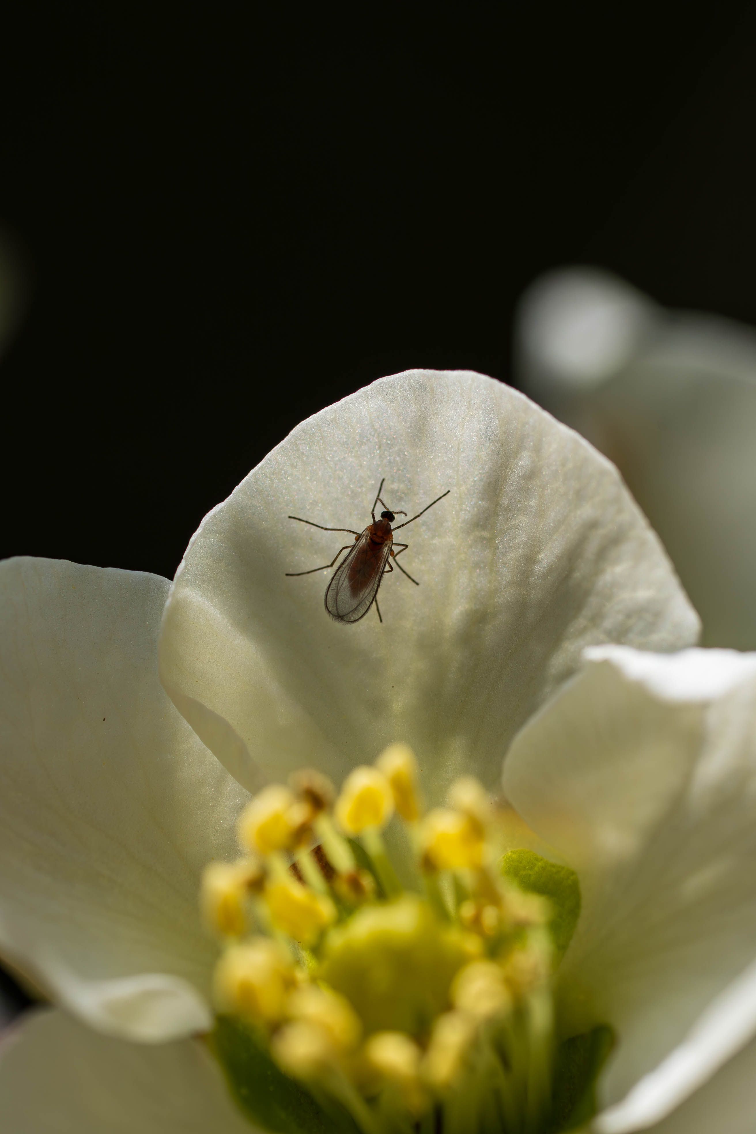 Close-up of Insect on a White Blossom · Free Stock Photo