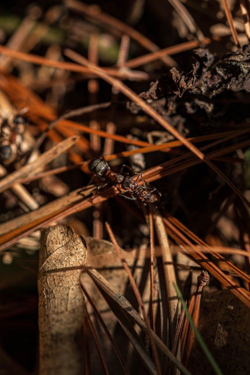 A Nat Insect Close-up of Ant in Natural Habitat · Free Stock Photo