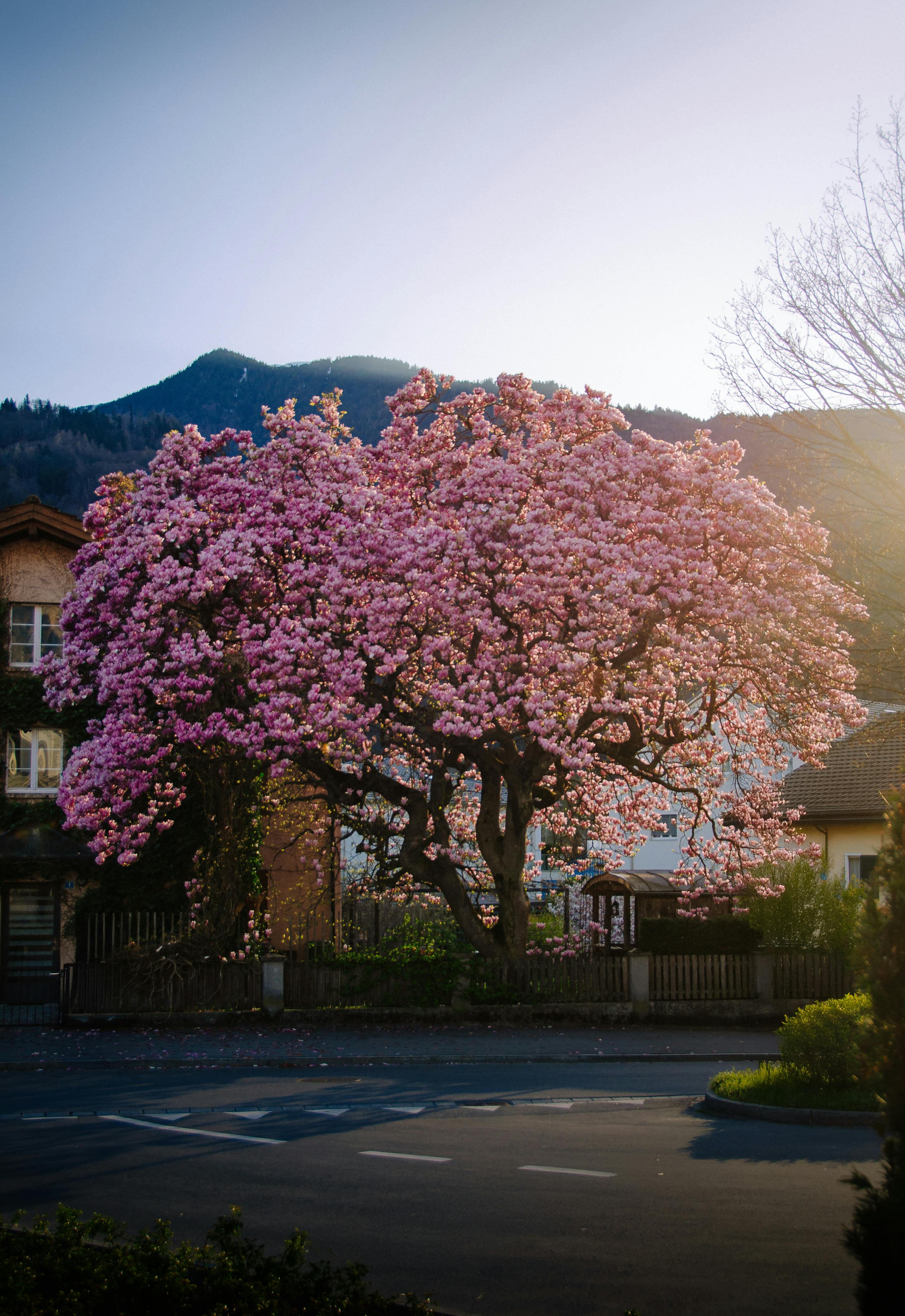 A vibrant cherry blossom tree blooms in a picturesque village setting during spring.
