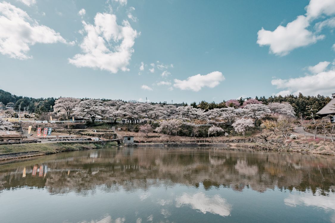 Serene Cherry Blossom Landscape by a Reflective Lake · Free Stock Photo