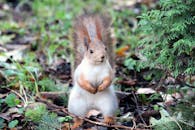 Close-up of Squirrel on Field