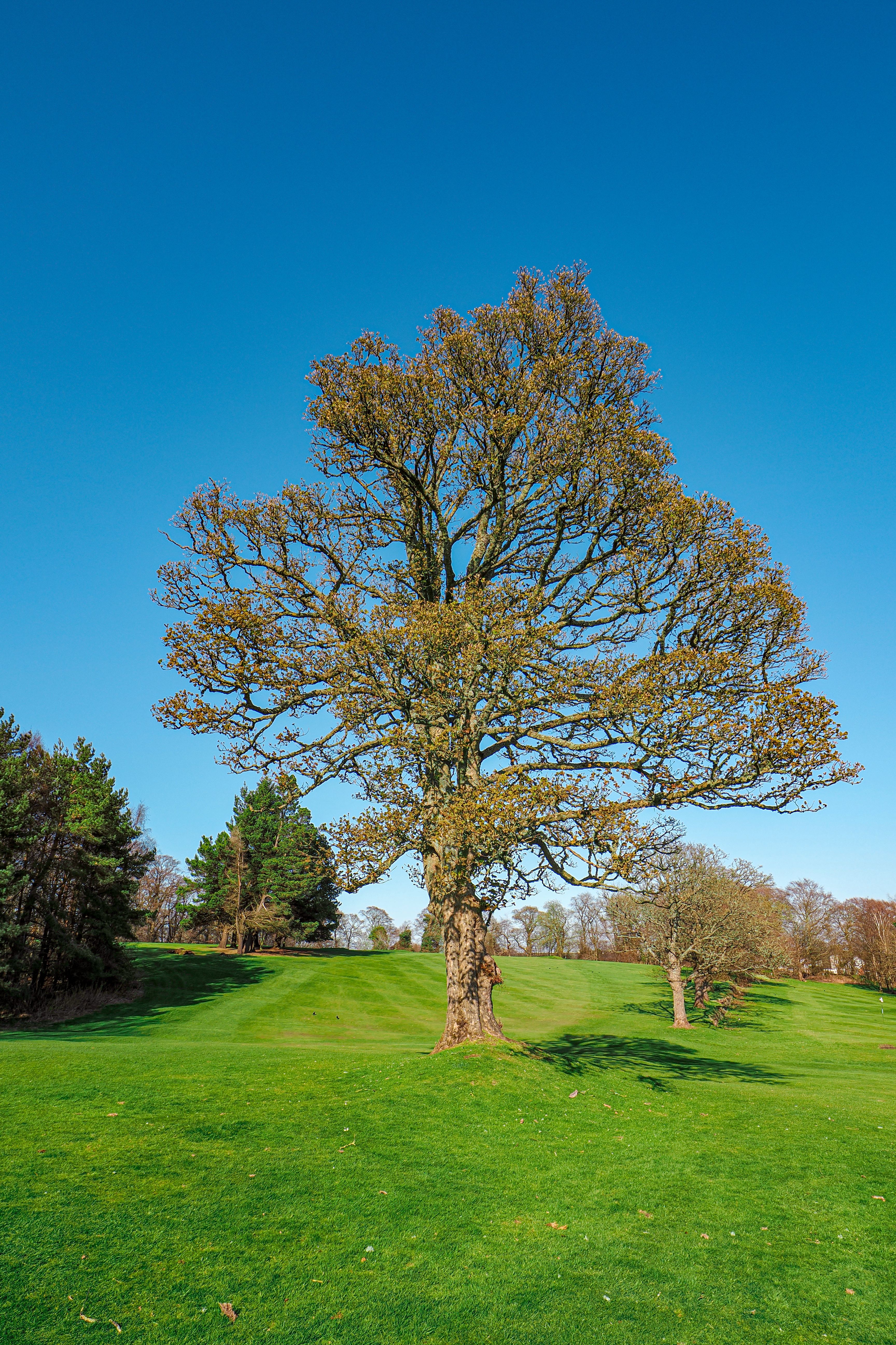 Majestic Oak Tree in a Sunny Park Landscape · Free Stock Photo