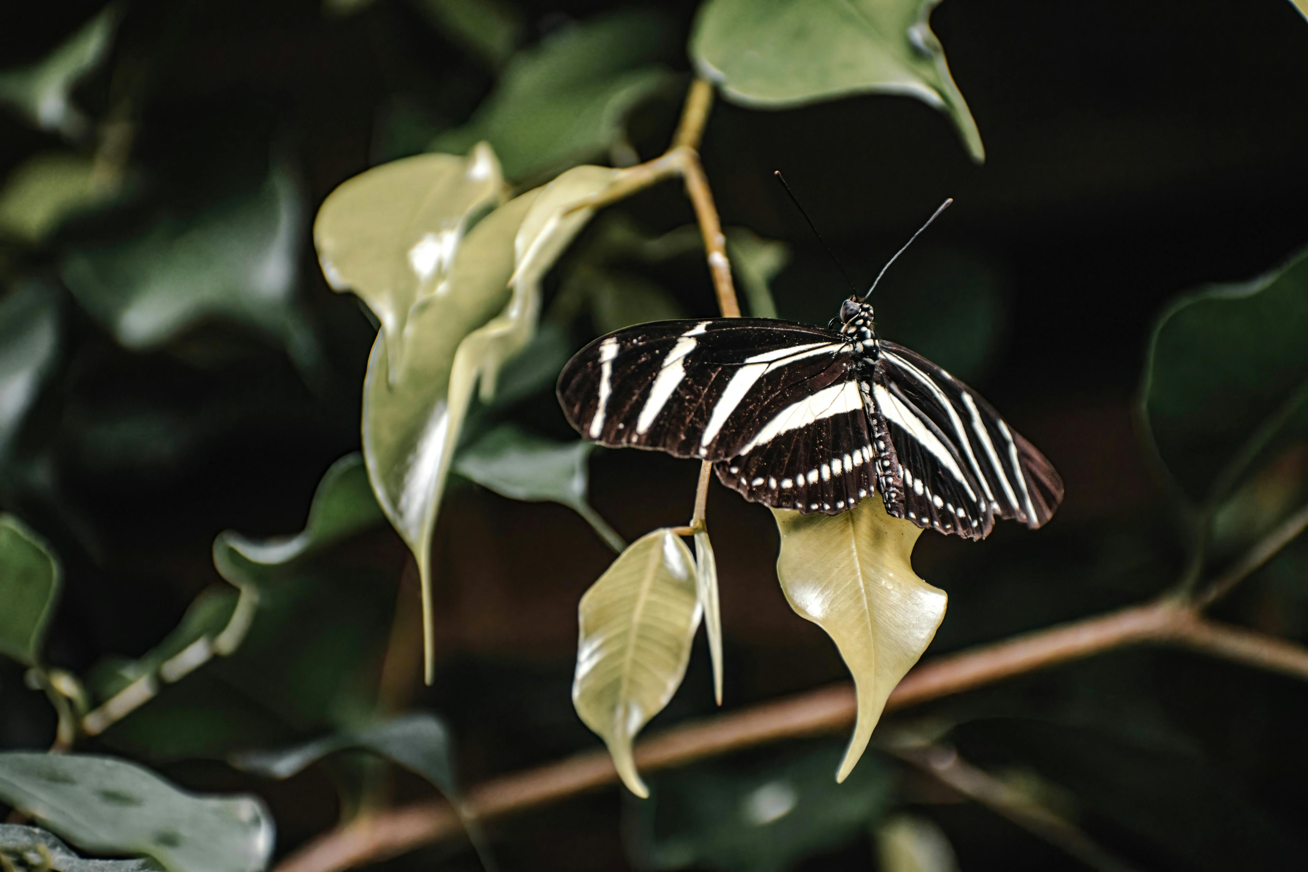 Close-up of a zebra longwing butterfly resting on lush green leaves.