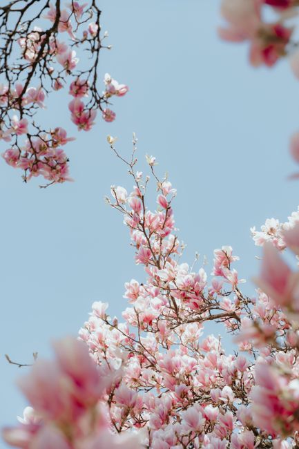 Vibrant pink magnolia flowers bloom abundantly under a clear blue sky, symbolizing spring.