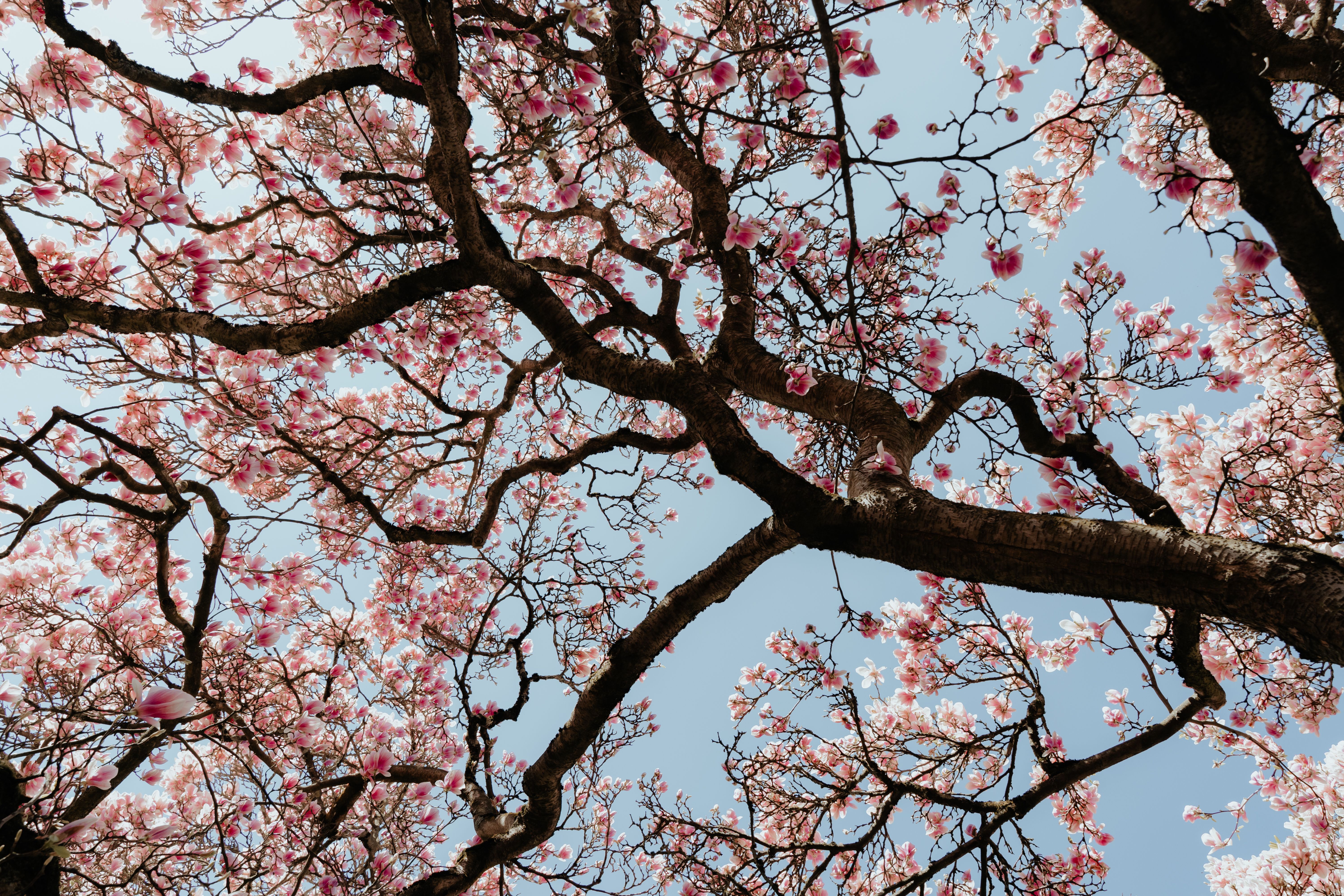 Gardening: Prune, cut and clear – Do you have the right tools for the job? — Photo by Luca Dross on Pexels