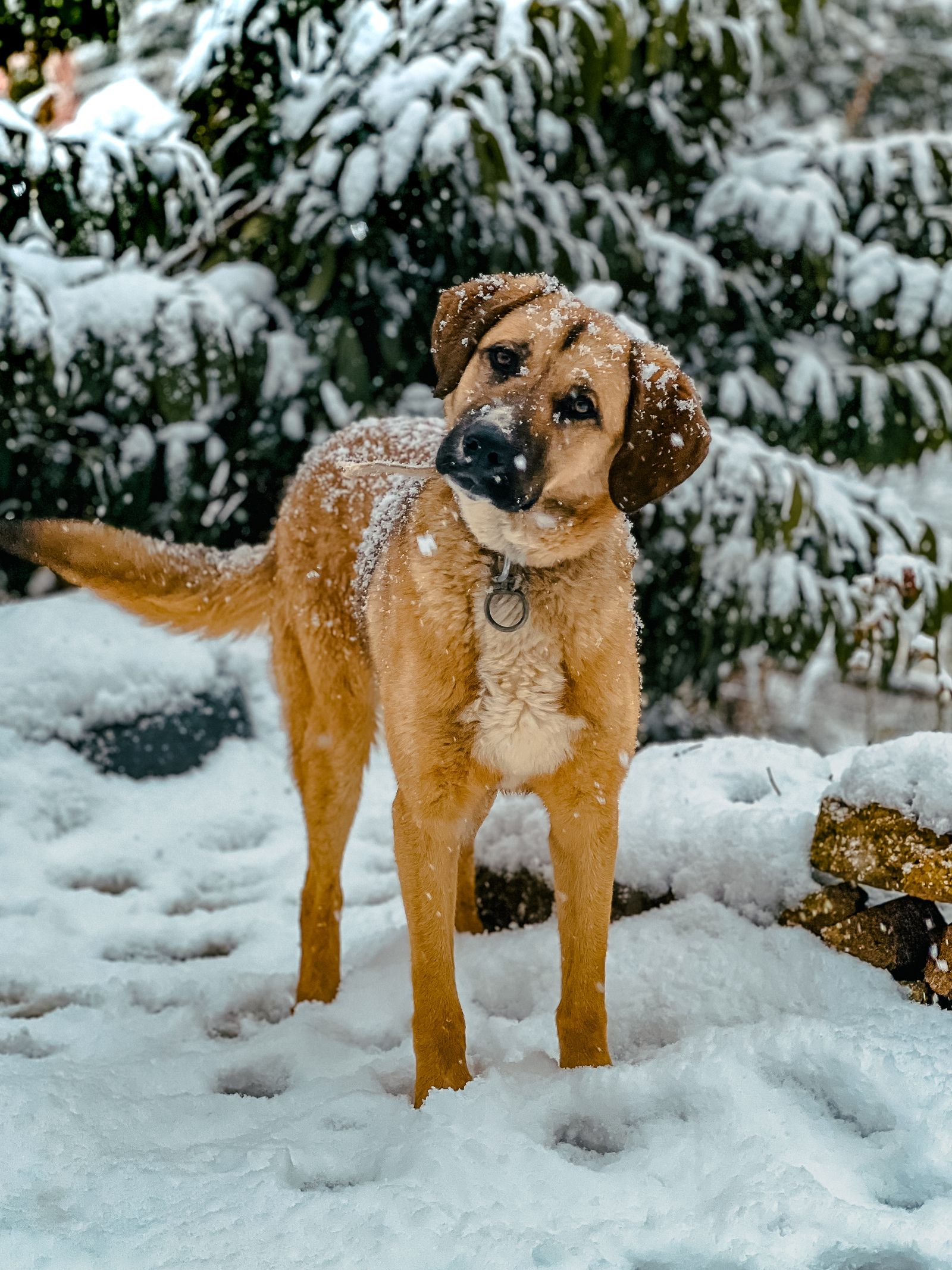 Dog Breed Photos, Download The BEST Free Dog Breed Stock Photos & HD Images