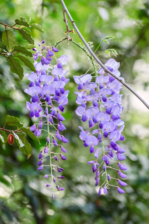 Free Stunning close-up of purple wisteria flowers hanging gracefully in an outdoor spring garden. Stock Photo