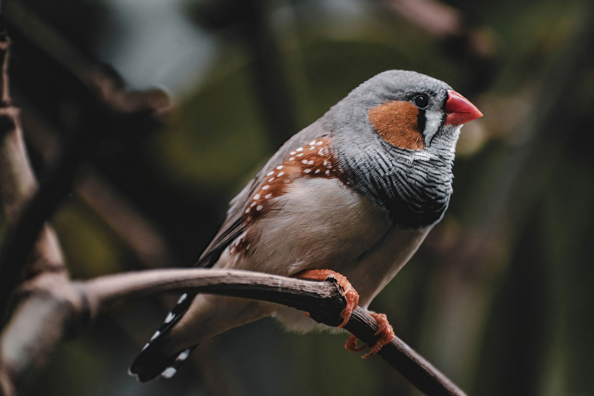 Detailed portrait of a Zebra Finch perched on a branch showing its distinct plumage.