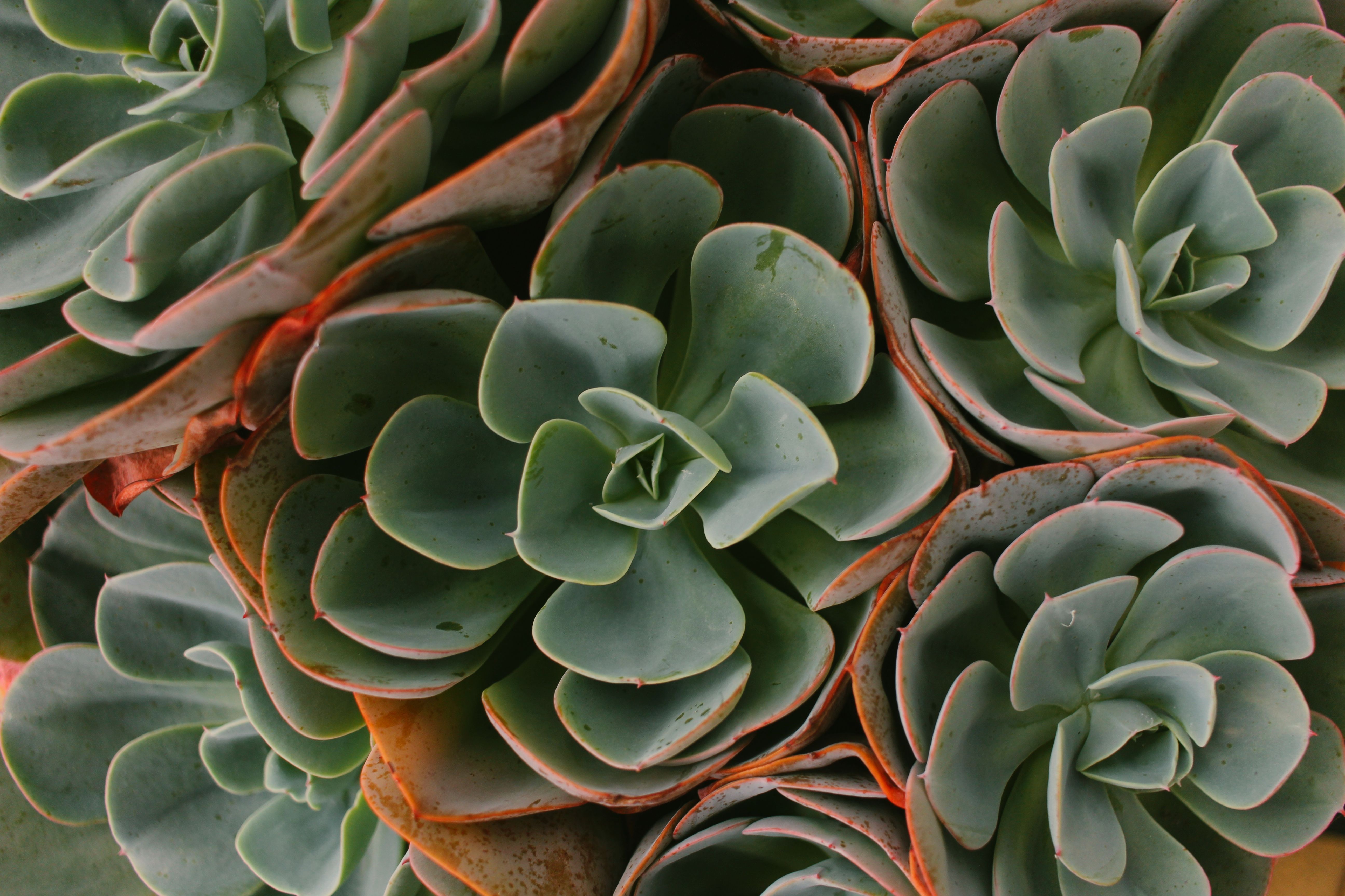 Detailed view of lush green succulents with earthy tones, showcasing natural beauty.