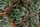 succulent