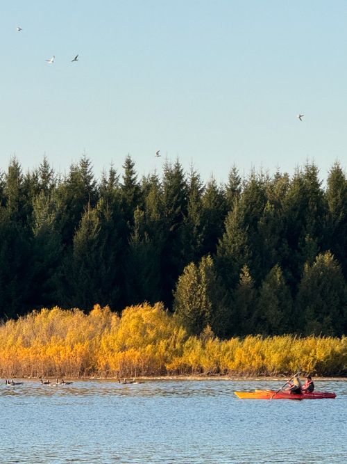 Free A vibrant autumn scene with a kayak on a serene lake and pine forest backdrop. Stock Photo