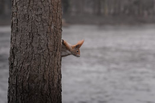 A curious squirrel peeks from behind a tree in a woodland setting near Graz, Austria.