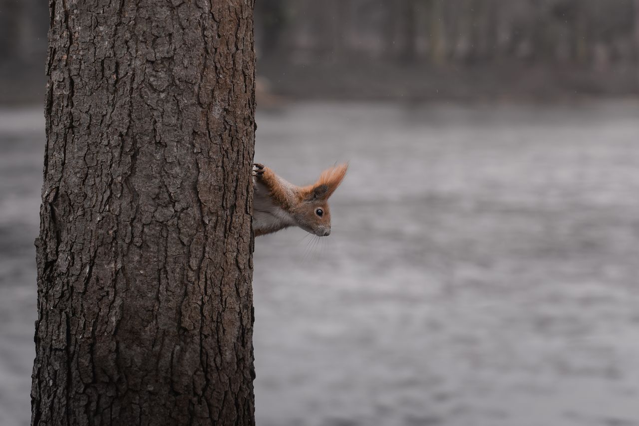 a curious squirrel peeks from behind a tree in a woodland setting near