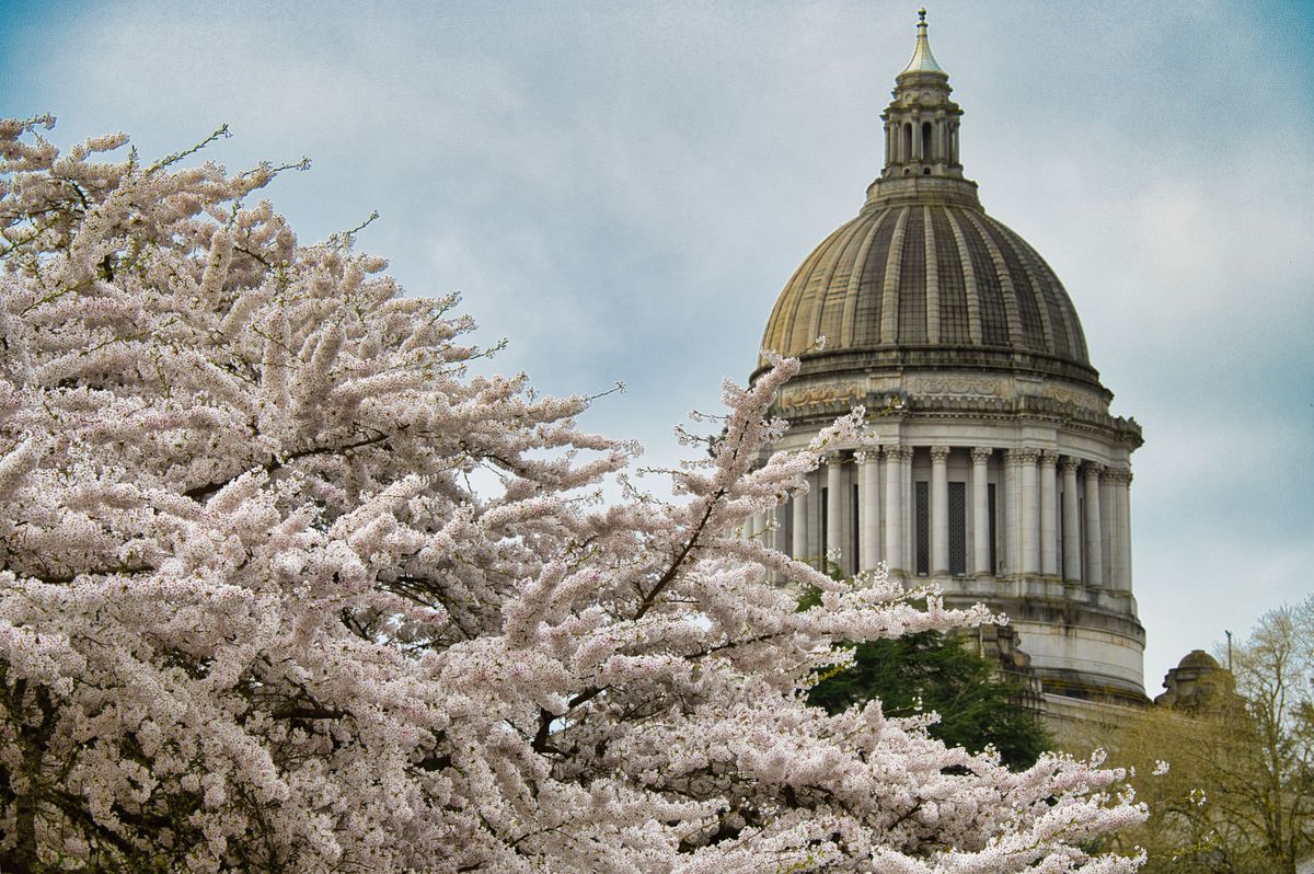Olympia Capitol with spring blossoms representing long-term growth and stability