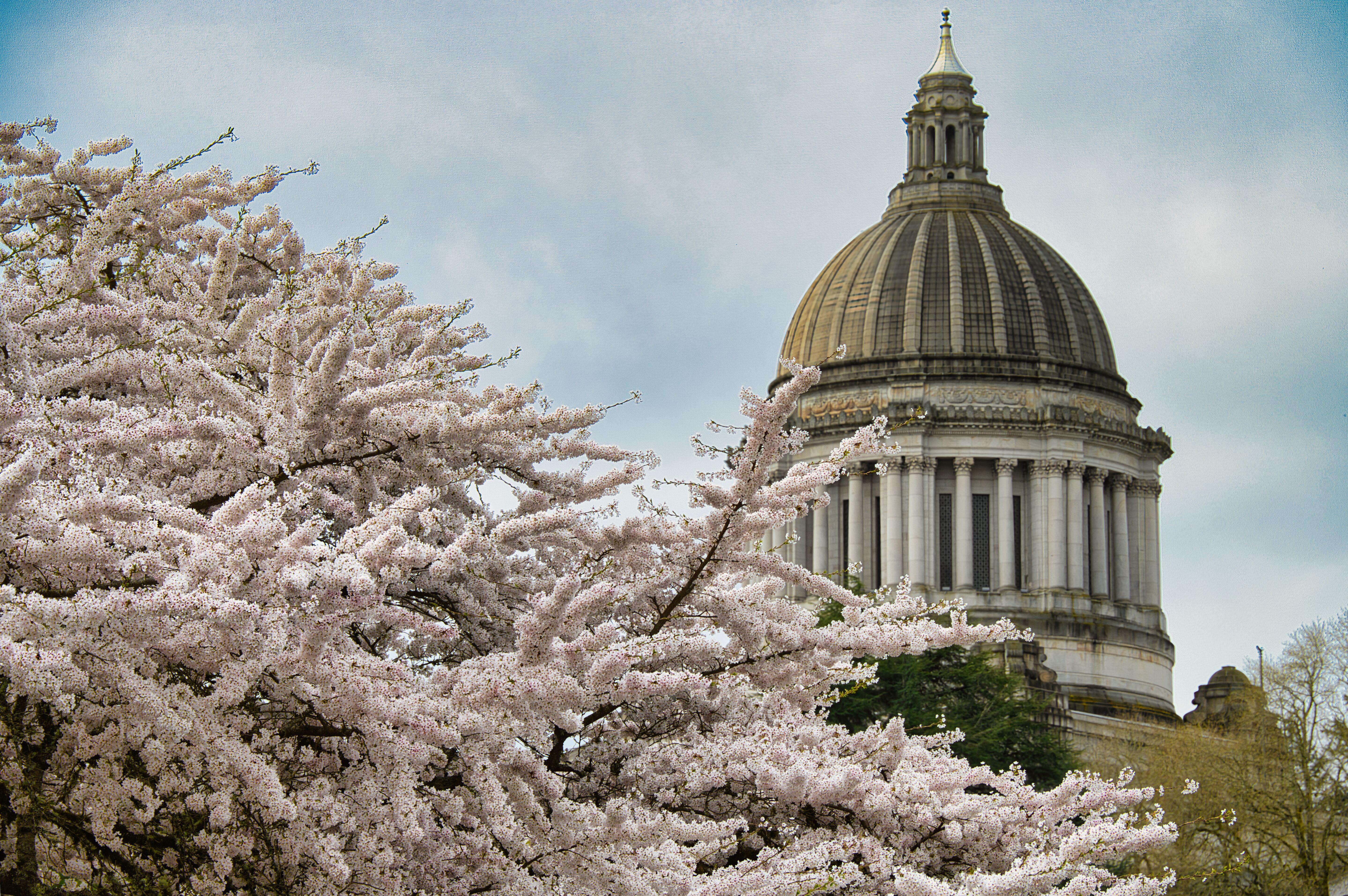 Cherry Blossom Walton