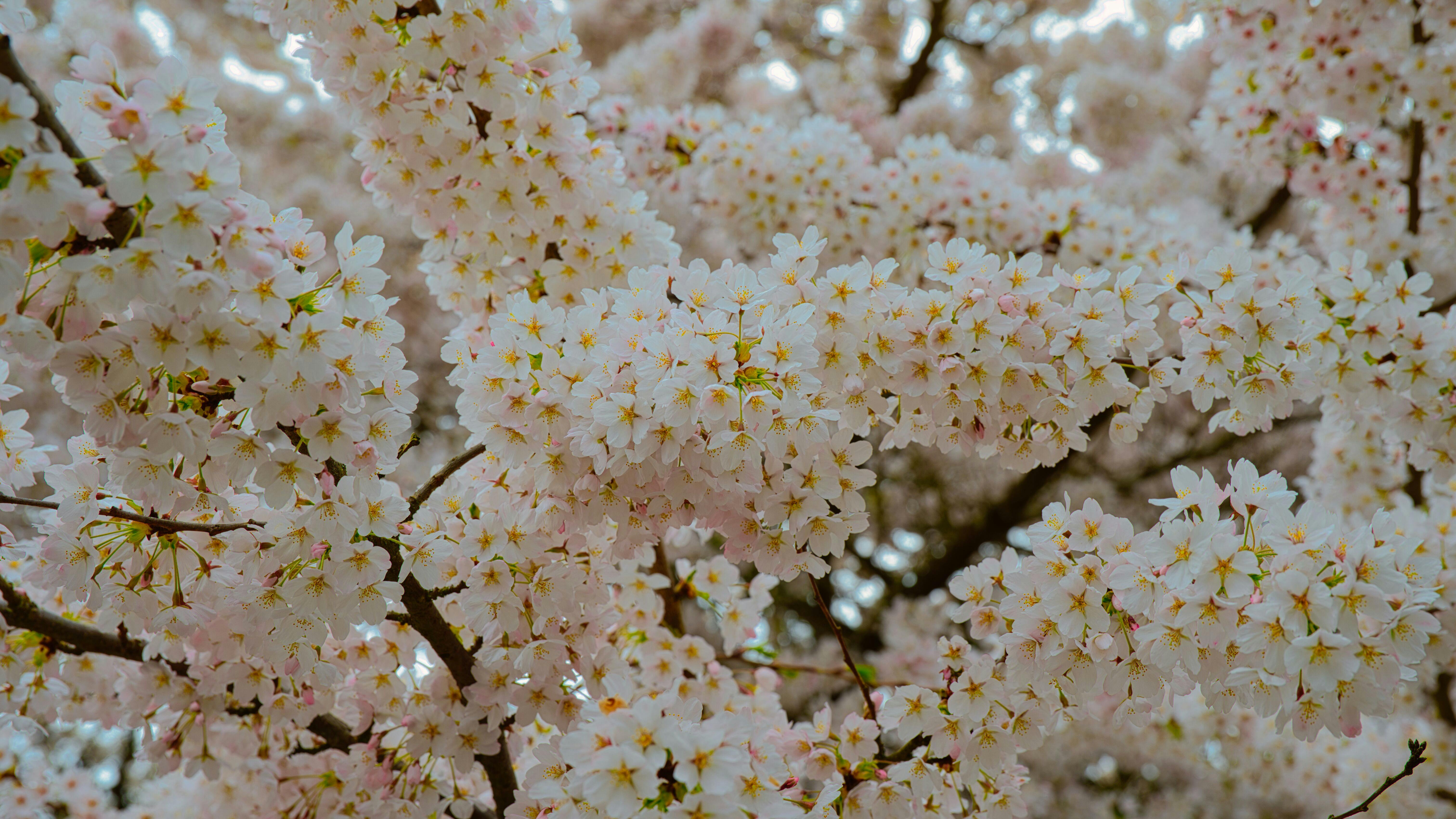 Vibrant cherry blossoms in full bloom during spring in Olympia, Washington.
