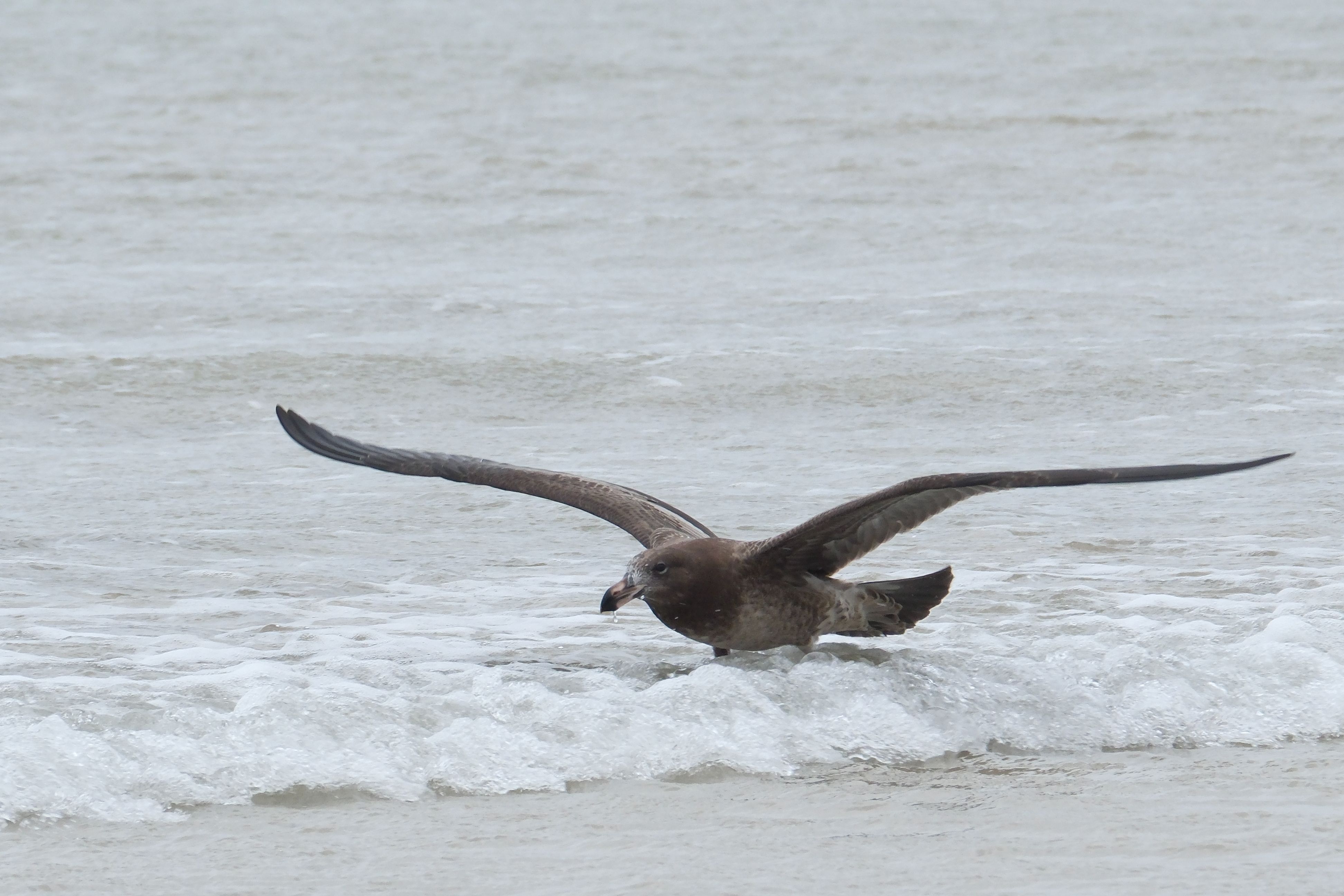 Brown skuas and giant petrels rarely make landfall. When they were found in WA, scientists