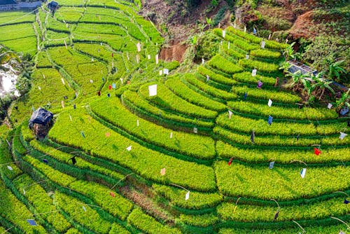 Foto Aérea De Terraços De Arroz