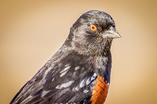 Free Vibrant close-up portrait of a Spotted Towhee with orange eyes and vivid feathers. Stock Photo
