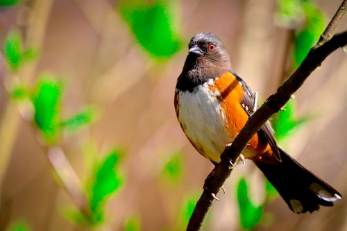 Free Detailed image of an Eastern Towhee perched on a branch with vibrant green leaves. Stock Photo