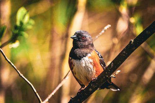 Free A vibrant Eastern Towhee perched on a branch in springtime. Stock Photo